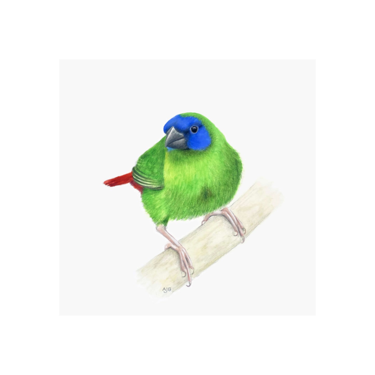 A giclée fine art print of a Blue-faced Parrot Finch bird sitting on branch, against a pale neutral colour background.