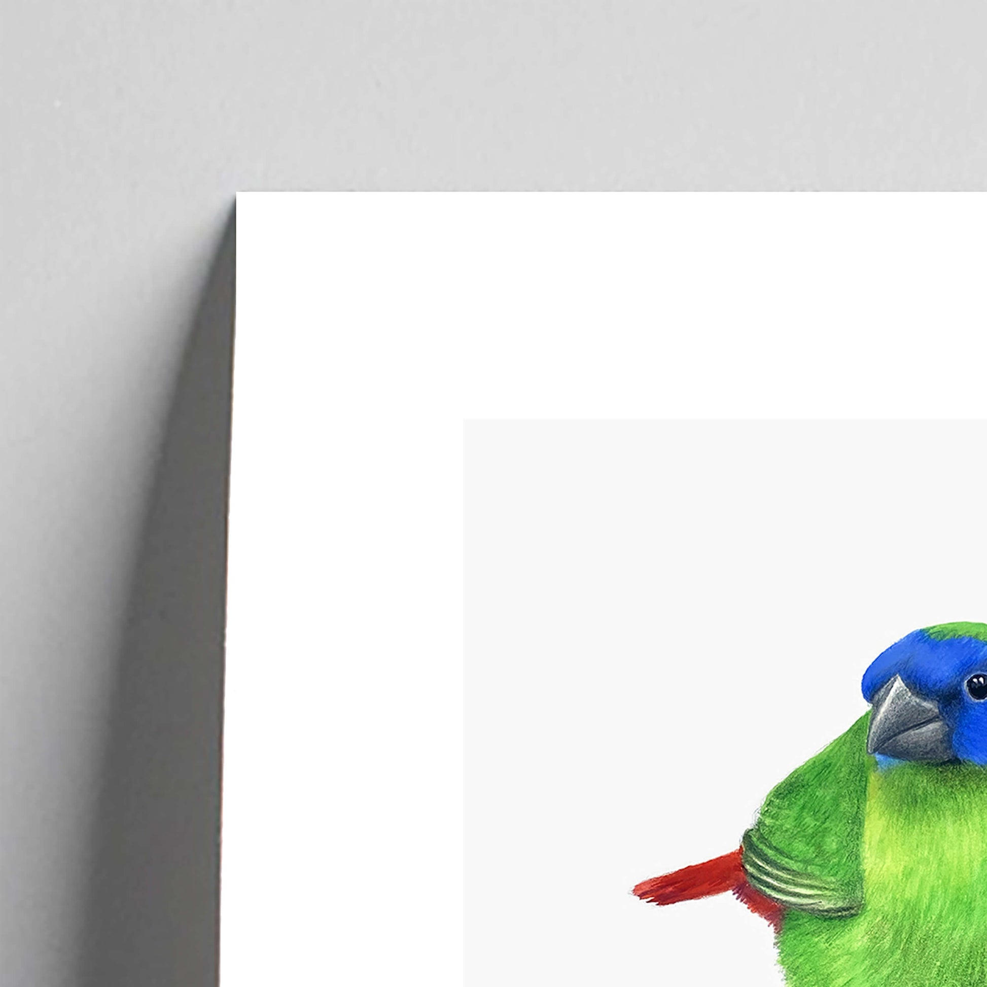 Giclée fine art print of a Blue-faced Parrot Finch on a pale grey background. This image shows a section, to highlight the detail.