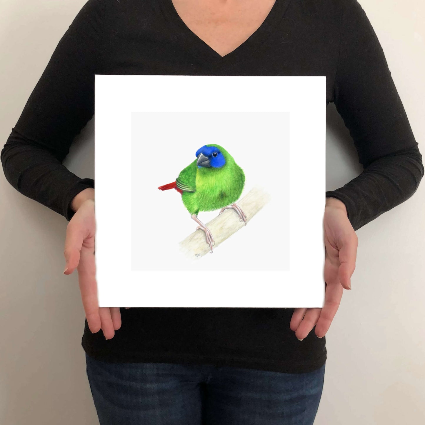 A giclée fine art print on paper of a Blue-faced Parrot Finch bird on a light grey background. This image illustrates the print size.