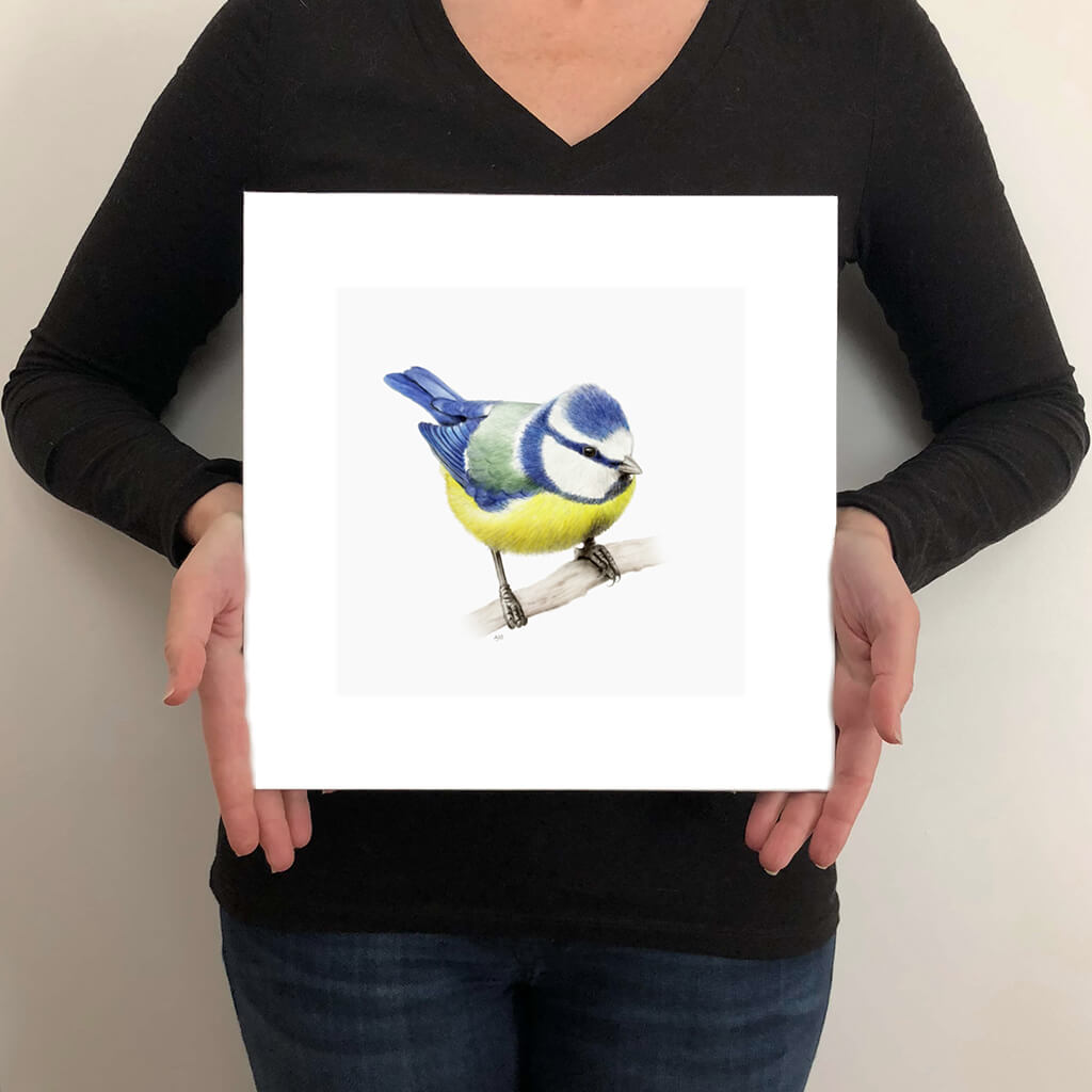 A giclée fine art print on paper of a blue tit bird on a light grey background. This image illustrates the print size.