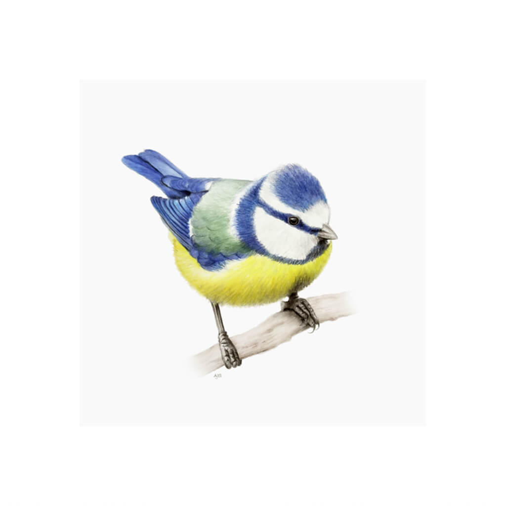 A giclee fine art print of a blue tit bird sitting on branch, against a pale neutral colour background.