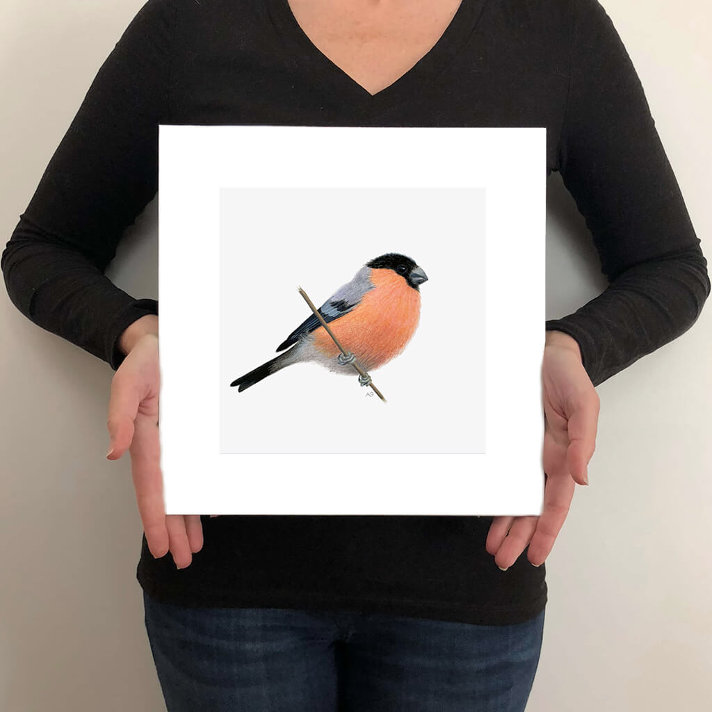 A giclée fine art print on paper of a Bullfinch bird on a light grey background. This image illustrates the print size.