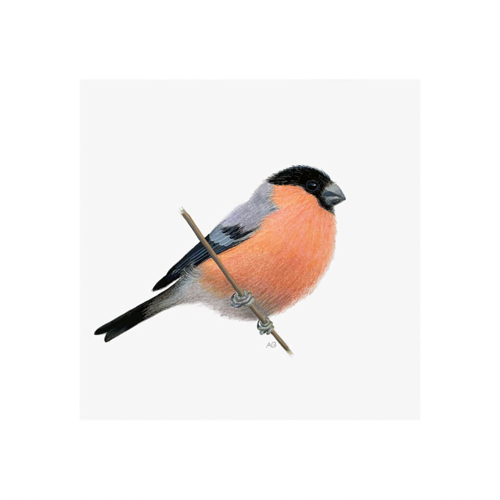 A giclée fine art print of a Bullfinch bird sitting on branch, against a pale neutral colour background.