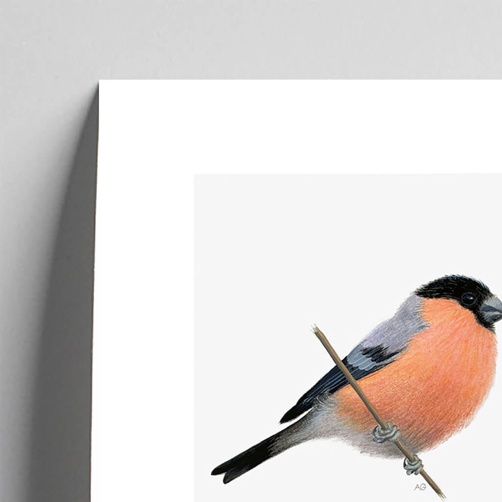 Giclée fine art print of a Bullfinch on a pale grey background. This image shows a section, to highlight the detail.