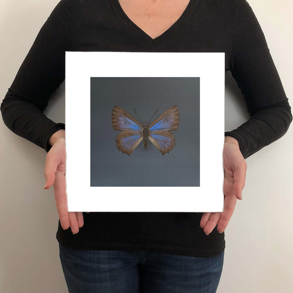 A giclée fine art print on paper of a Bulloak Butterfly on a dark grey background. This image illustrates the print size.