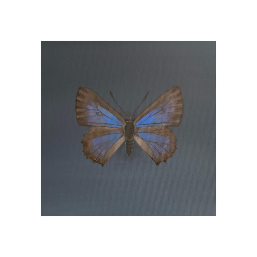 A giclée fine art print of a Bulloak Butterfly, against a dark grey background.