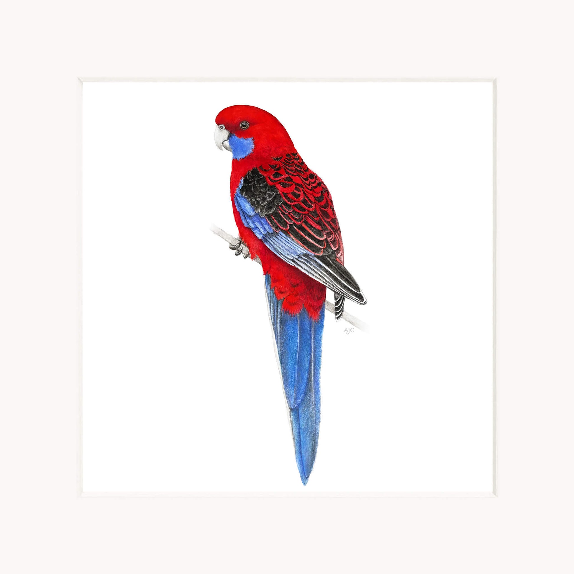 Red and blue parrot on a white background