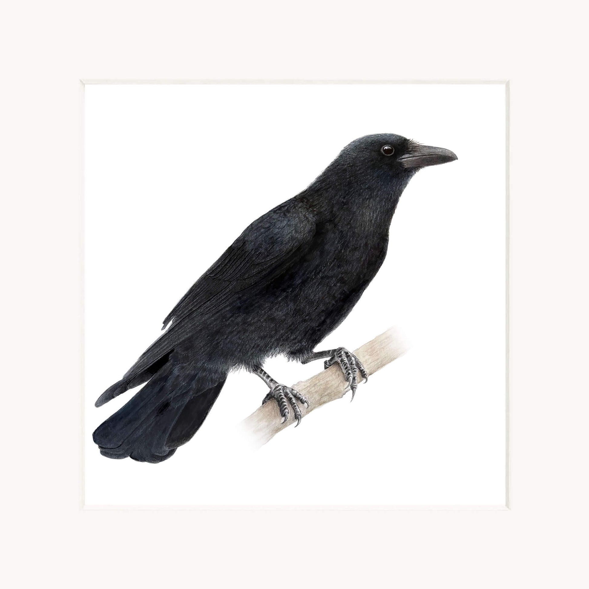 Print of a black crow perched on a branch with a white background