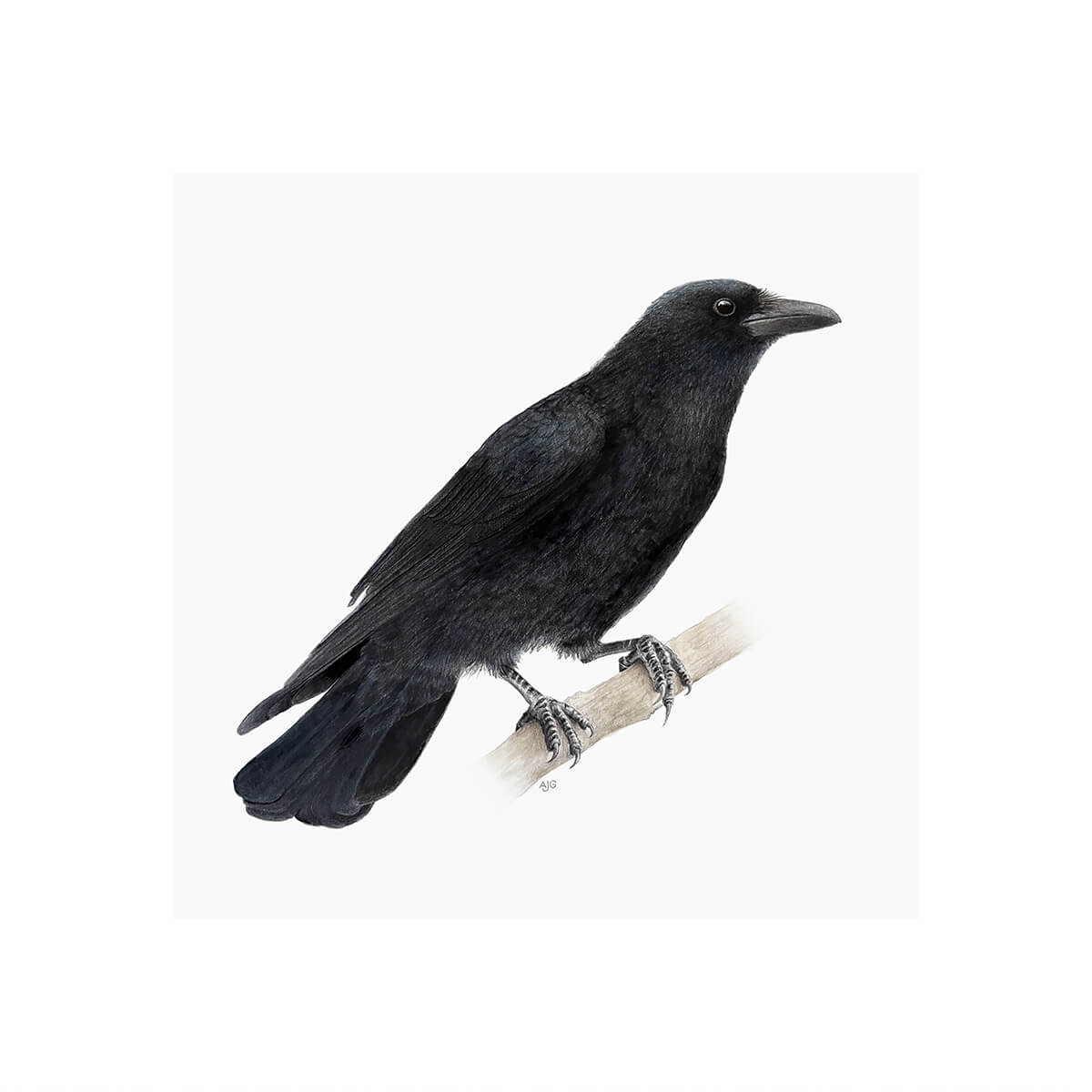 A giclee fine art print of a crow bird sitting on branch, against a pale neutral colour background.