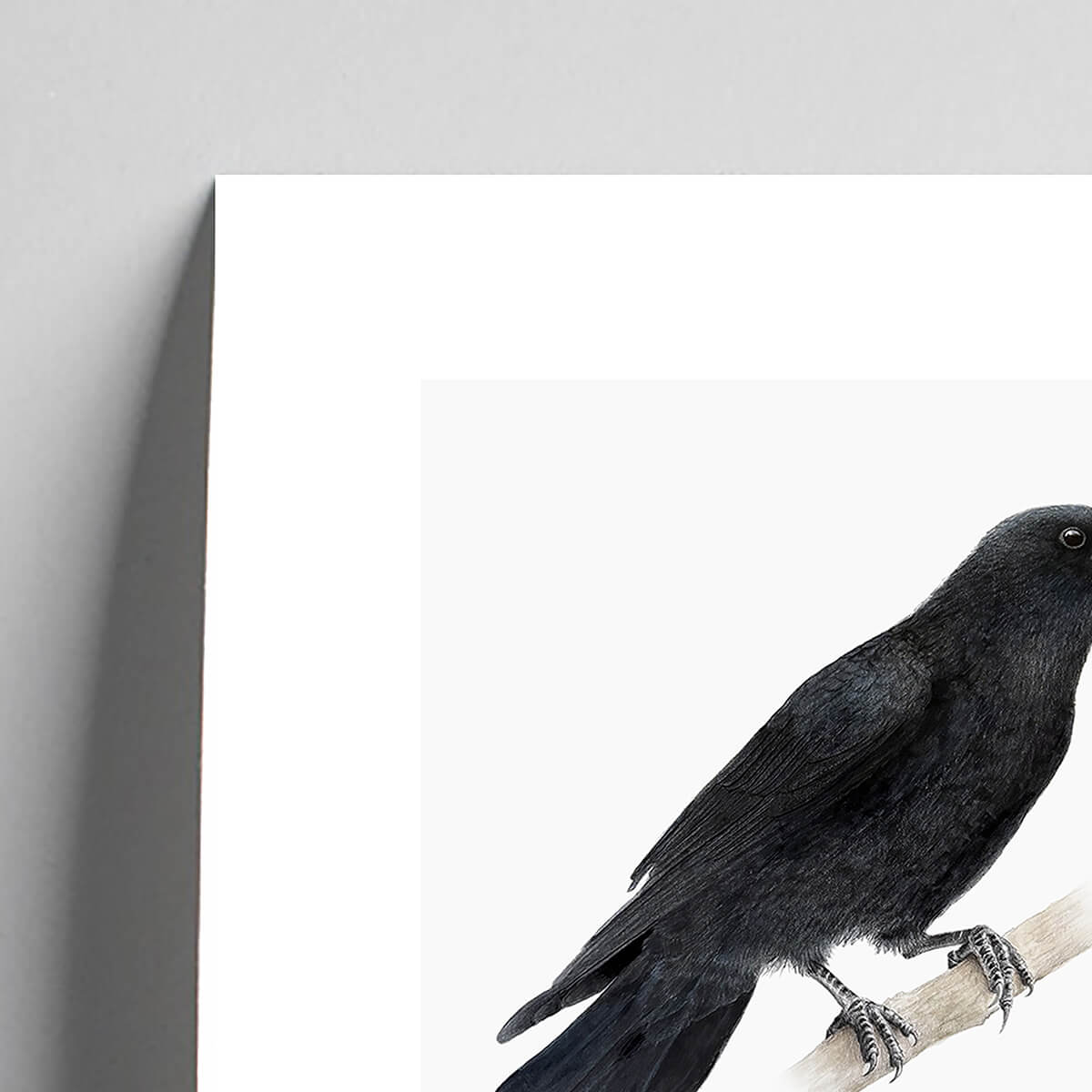 Giclee fine art print of a crow on a very pale stone background. This image shows a section, to highlight the detail.