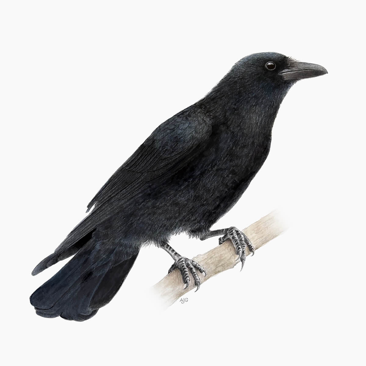 An original realistic painting of a crow bird on a branch, painted in gouache and colour pencil on a white background.