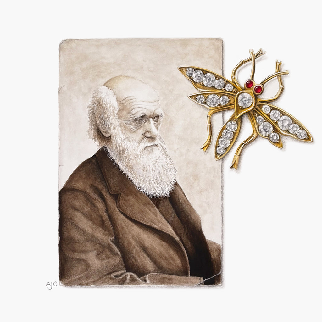 Original gouache painting of Charles Darwin with an antique diamond and ruby insect brooch by Amanda Gosse