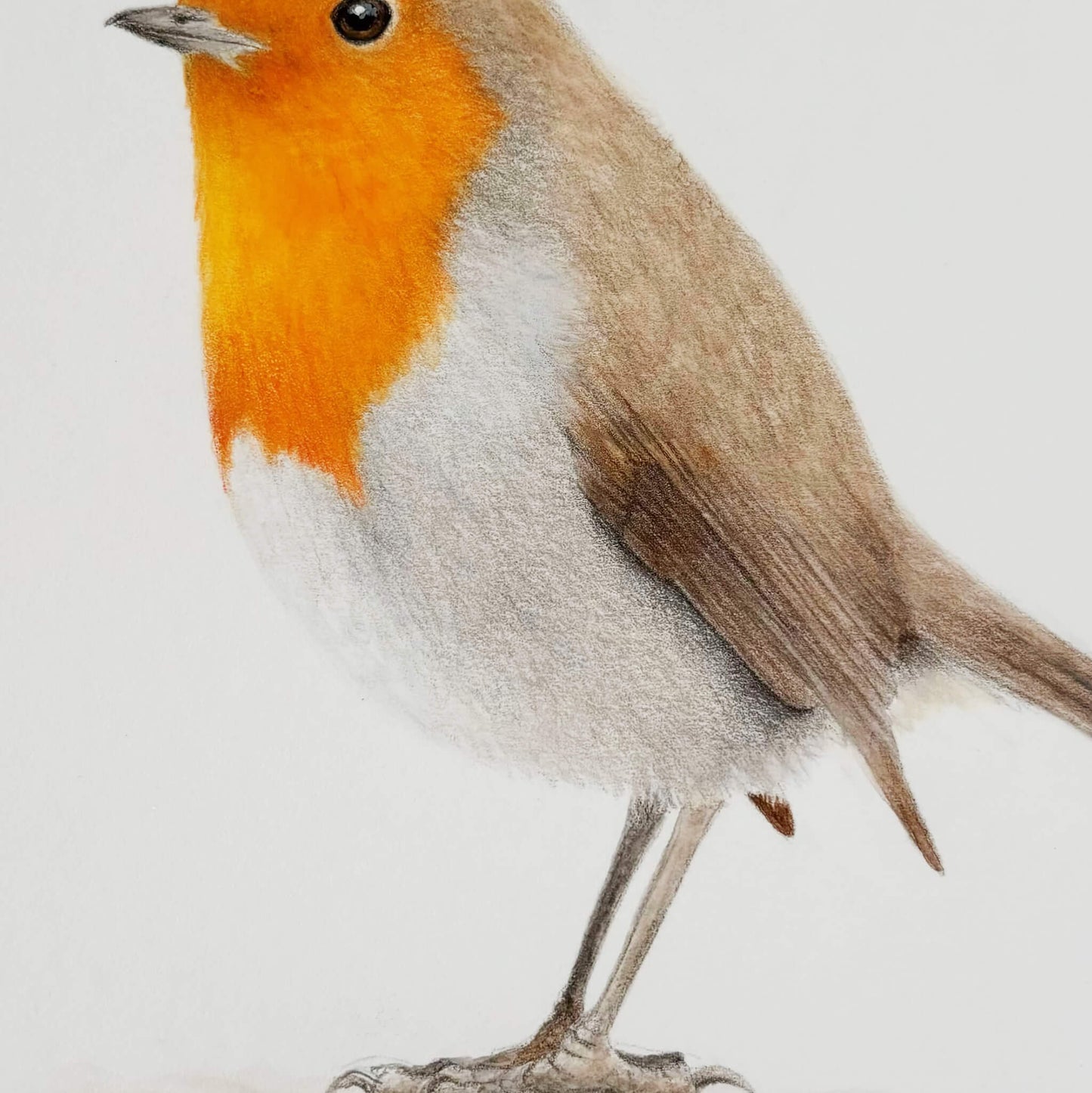 A close up section of an original gouache and pencil painting of a European robin bird by Amanda Gosse