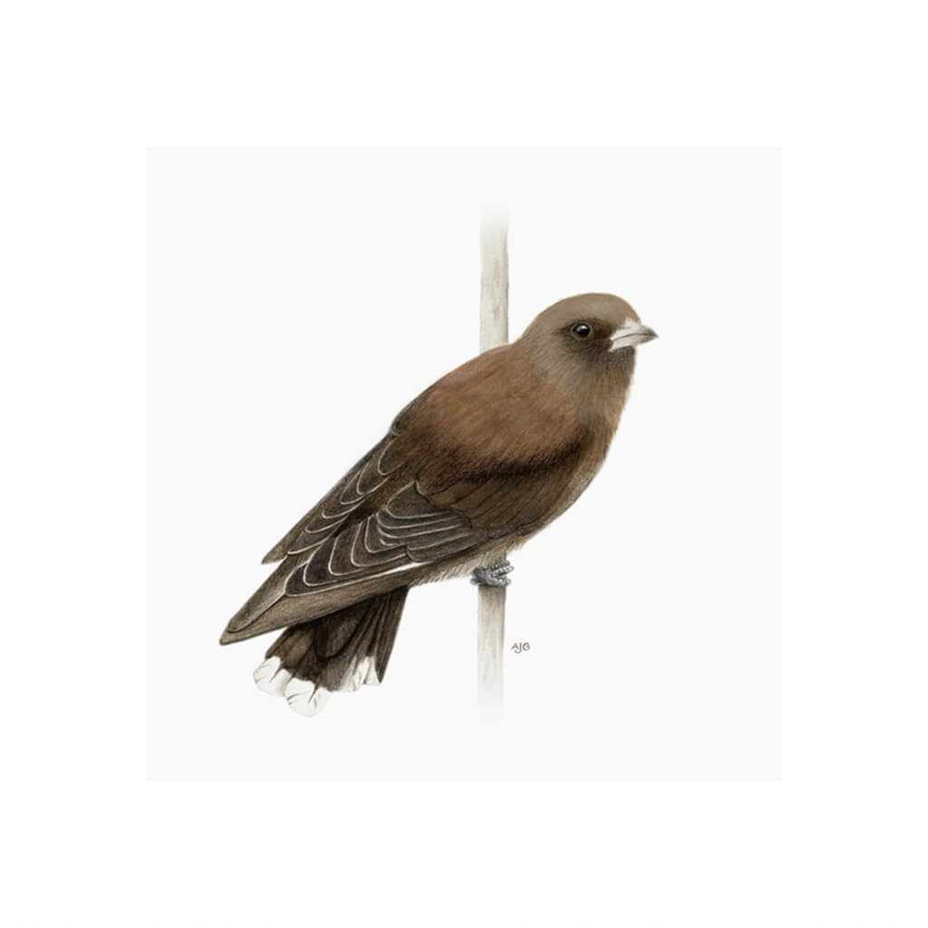 A giclée fine art print of a Dusky Woodswallow bird on a branch, against a pale neutral colour background.