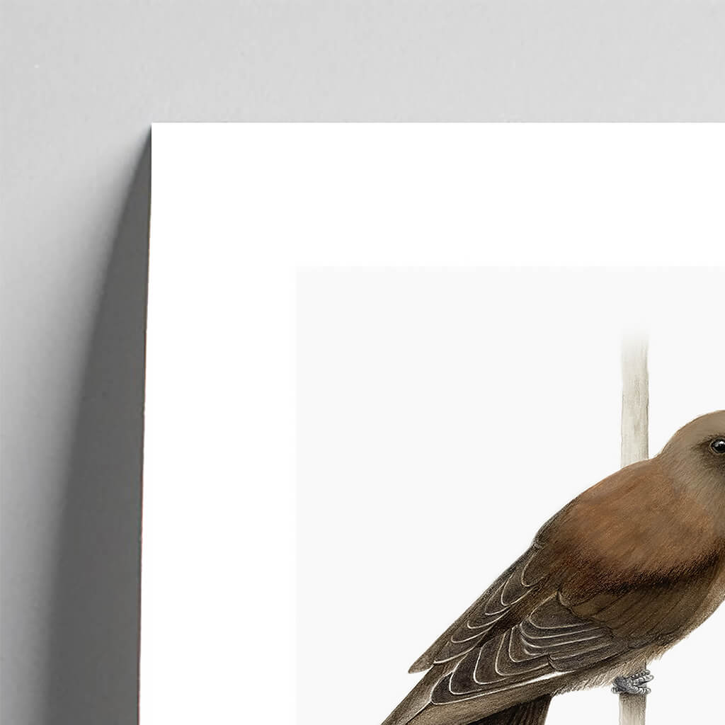 Giclée fine art print of a Dusky Woodswallow on a pale grey background. This image shows a section, to highlight the detail.