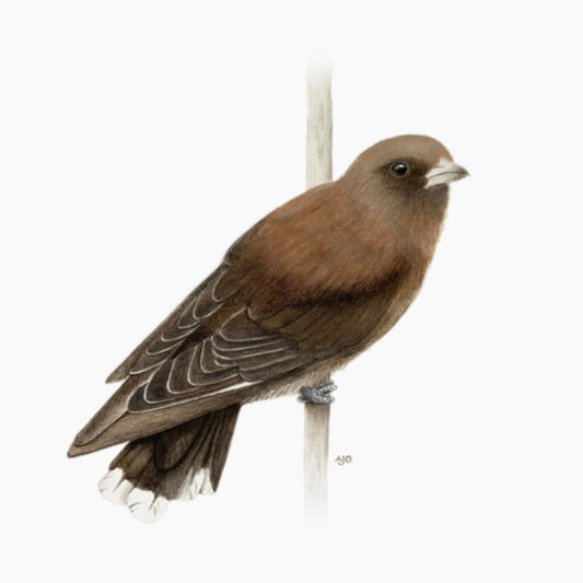 An original realistic painting of a Dusky Woodswallow bird on a branch, painted in gouache and colour pencil on a white background.