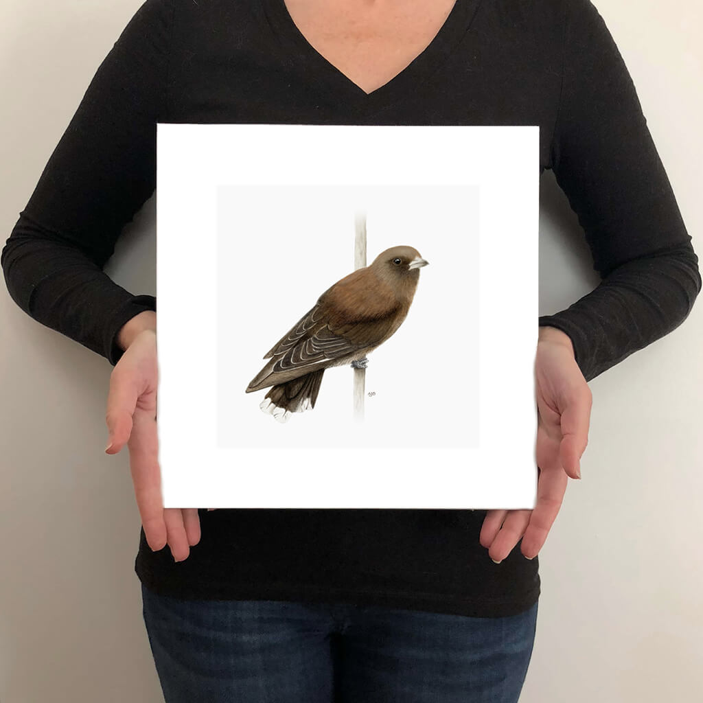 A giclée fine art print on paper of a Dusky Woodswallow bird on a light grey background. This image illustrates the print size.