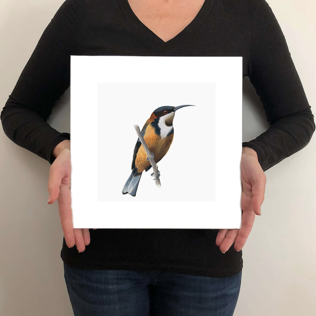 A giclée fine art print on paper of a Eastern Spinebill bird on a light grey background. This image illustrates the print size.