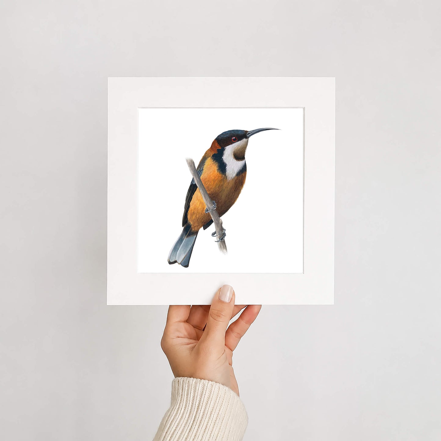 Hand holding a mounted print of an Eastern spinebill bird on a white background