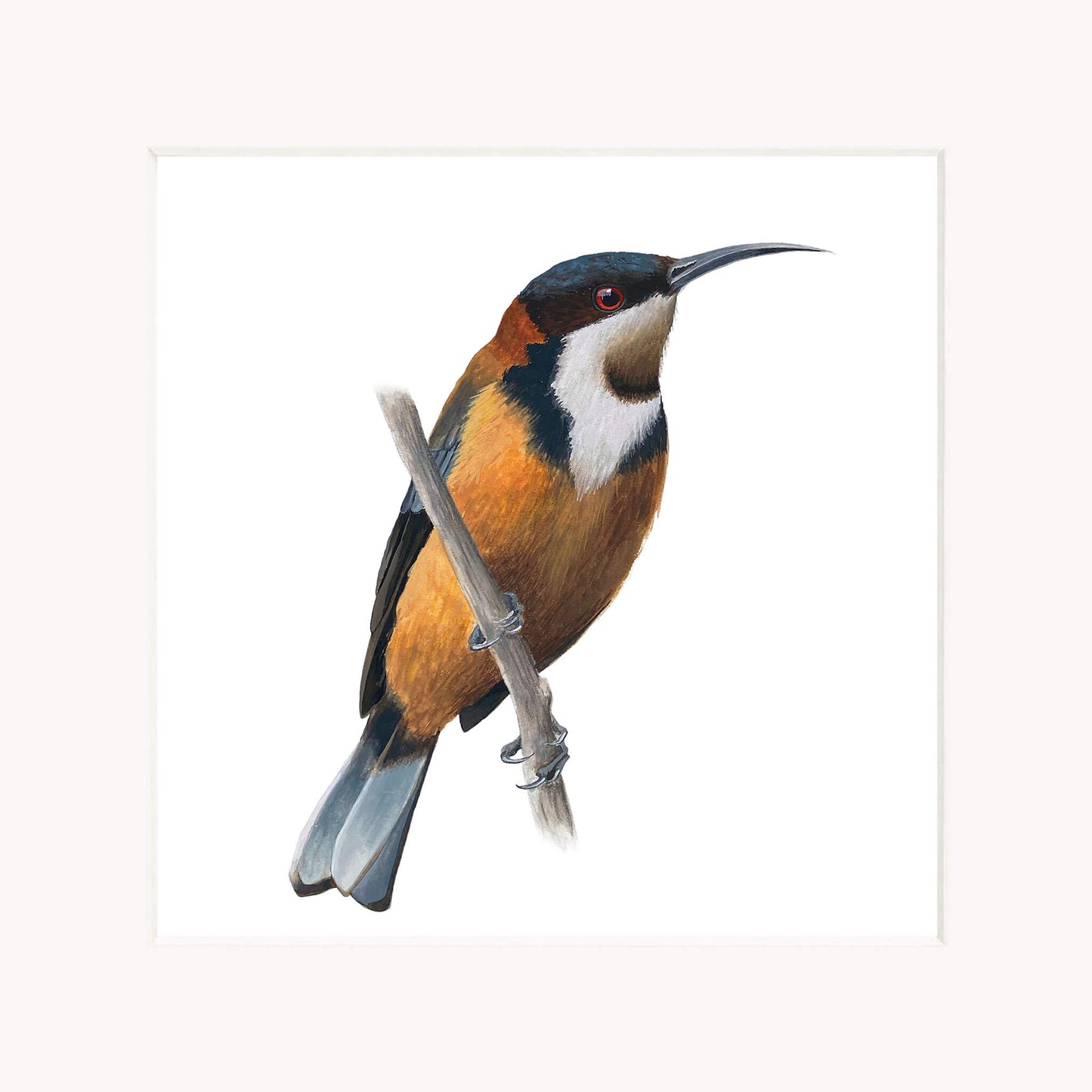 Fine art print in mount of Eastern spinebill bird perched on a branch against a white background