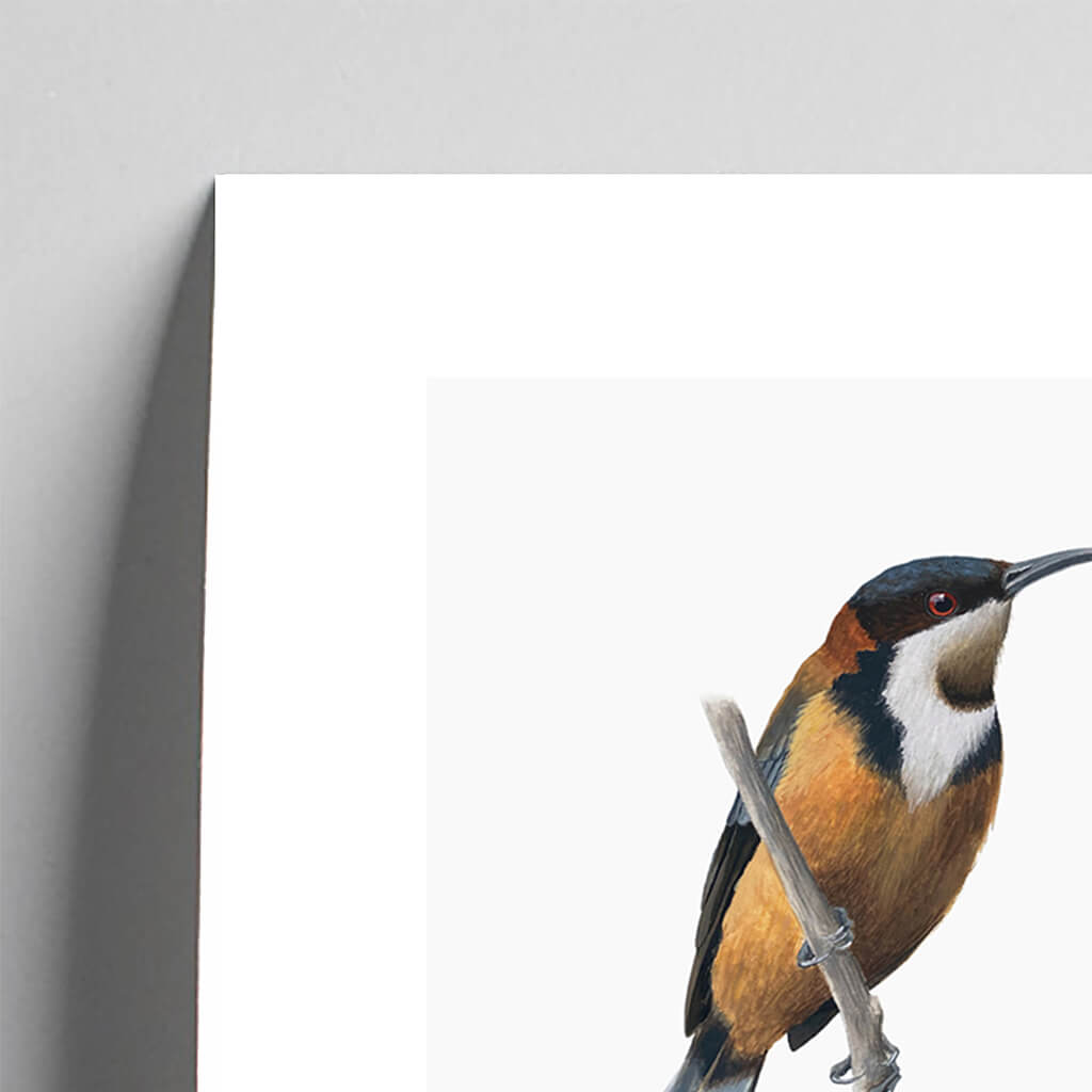 Giclée fine art print of a Eastern Spinebill on a pale grey background. This image shows a section, to highlight the detail.