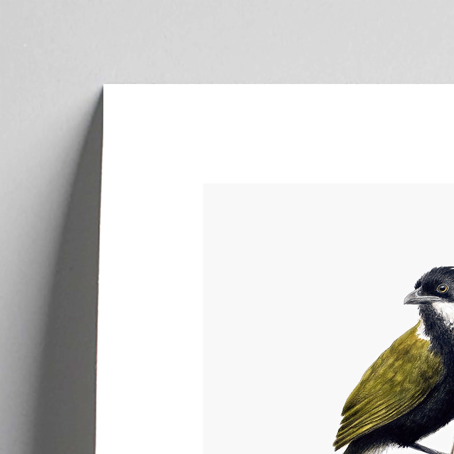 Giclée fine art print of an Eastern Whipbird on a pale grey background. This image shows a section, to highlight the detail.