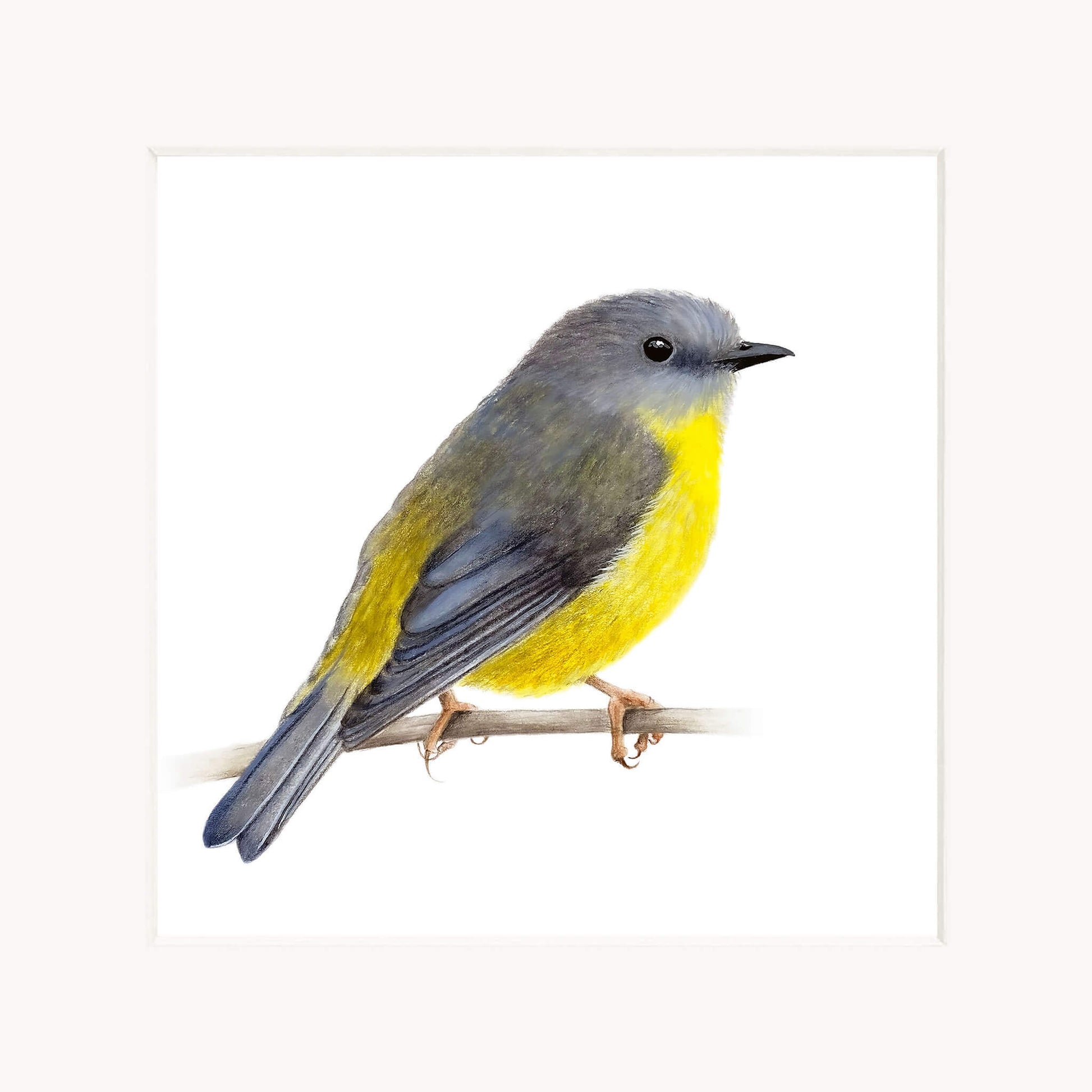 Bird with gray head and yellow body perched on a branch against a white background