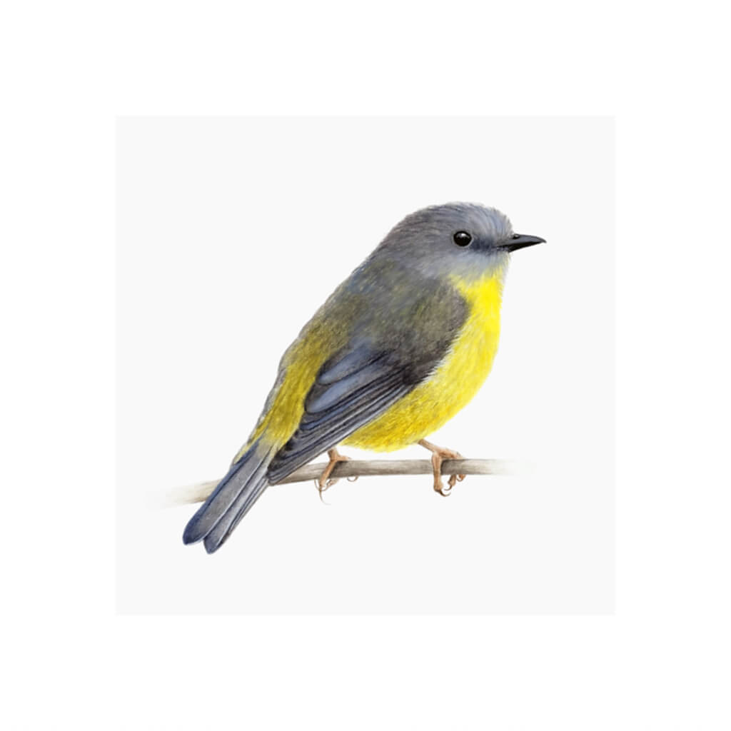 A giclée fine art print of an Eastern Yellow Robin bird sitting on branch, against a pale neutral colour background.