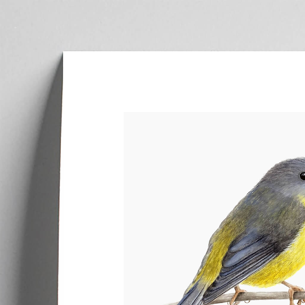 Giclée fine art print of an Eastern Yellow Robin on a pale grey background. This image shows a section, to highlight the detail.