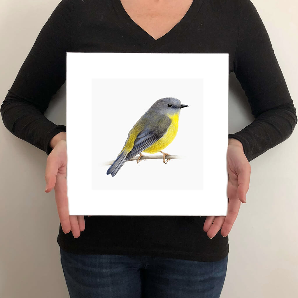 A giclée fine art print on paper of an Eastern Yellow Robin bird on a light grey background. This image illustrates the print size.