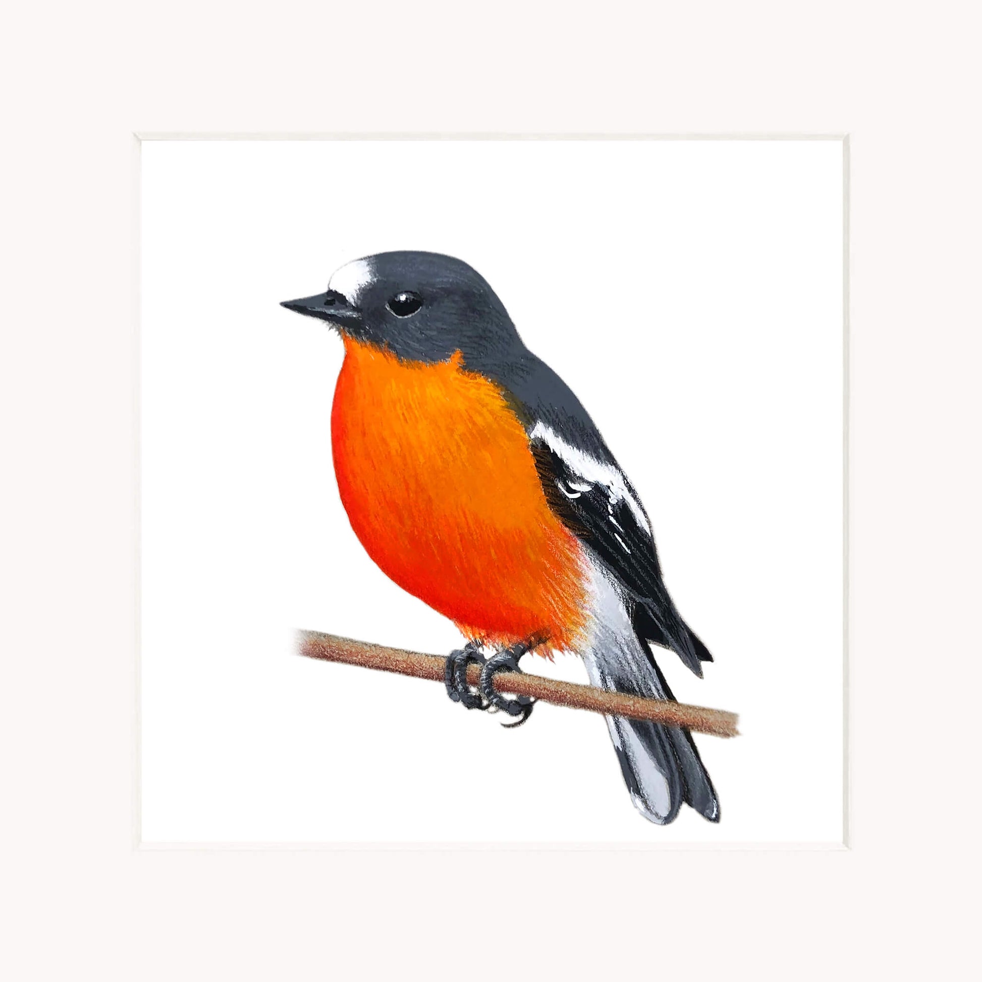 Colourful bird with orange chest and black wings perched on a branch against a white background