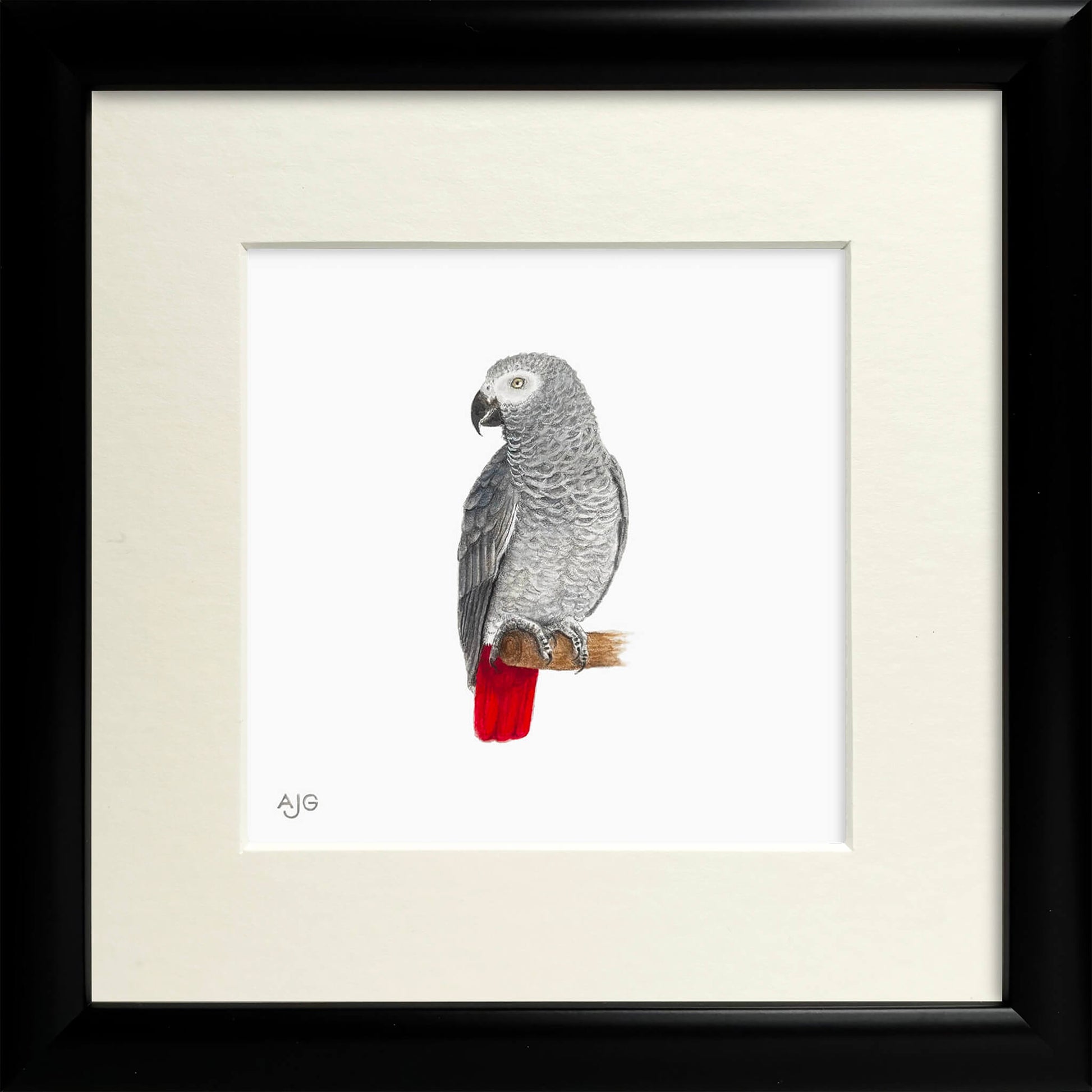 Framed artwork of a gray parrot with red tail on a white background