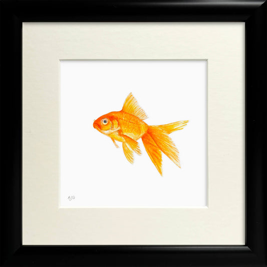 Framed artwork of a goldfish on a white background