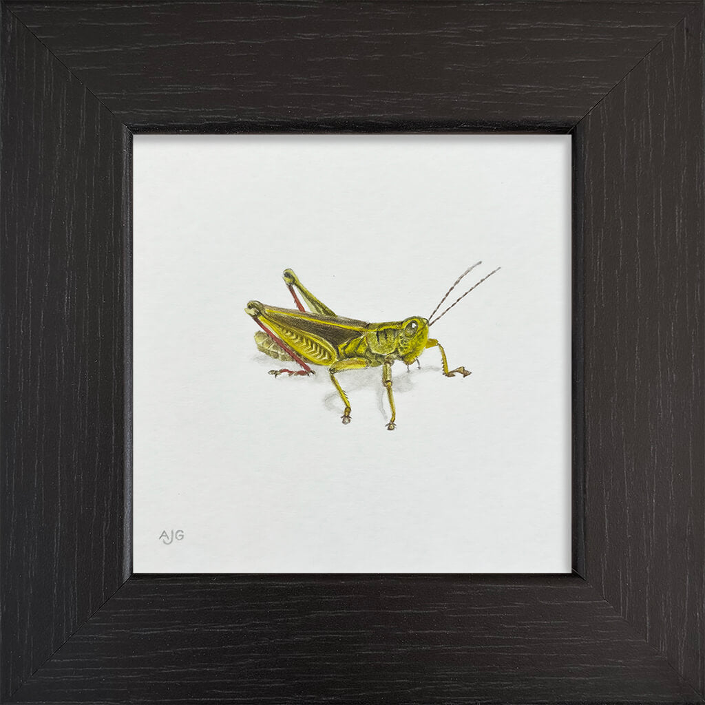 Framed artwork of a green grasshopper on a white background