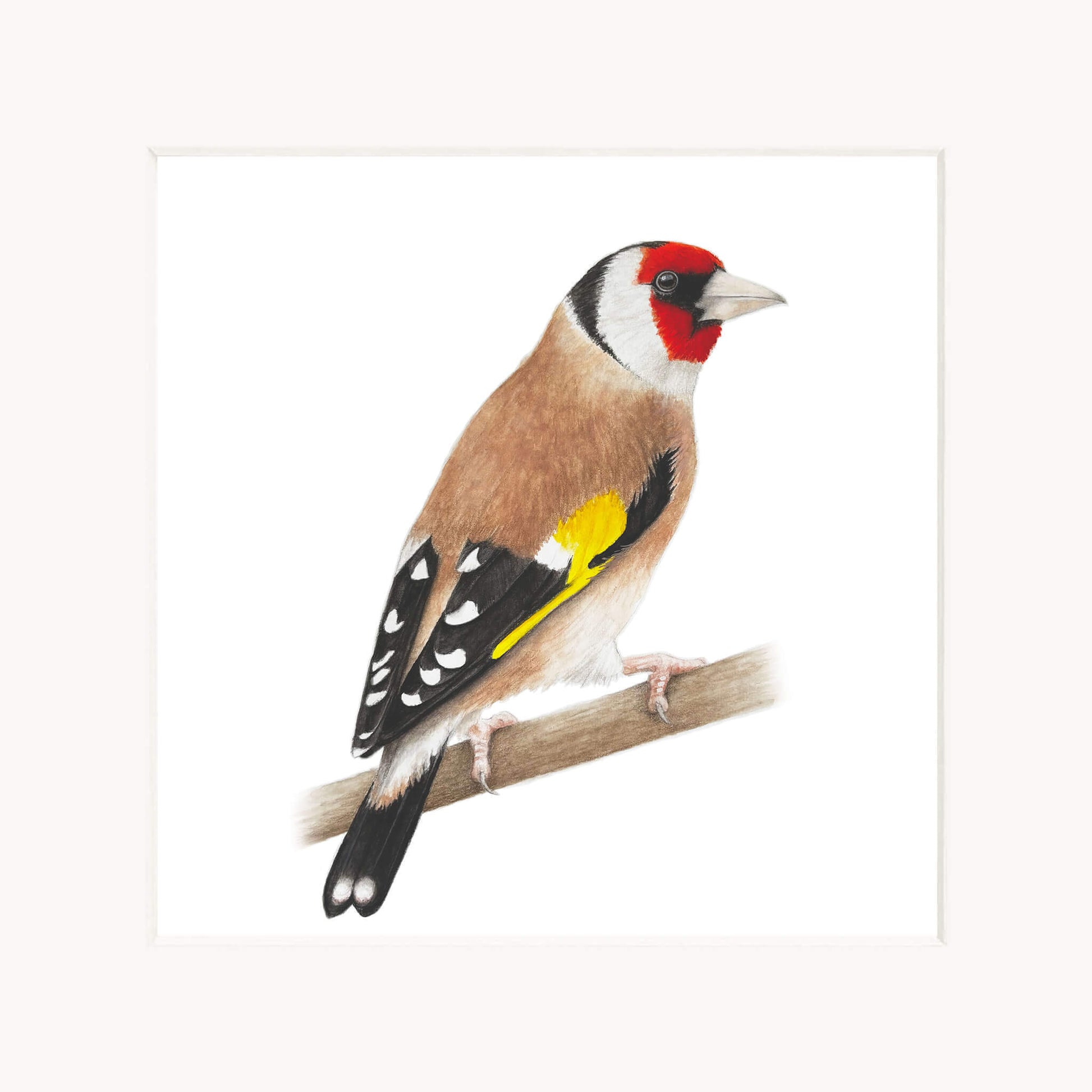 Goldfinch bird perched on a branch with a white background