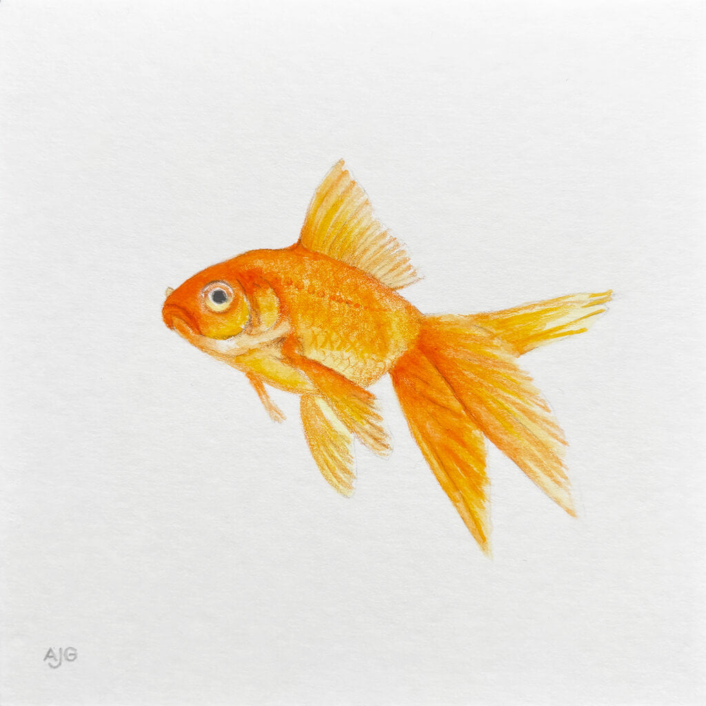 Illustration of a goldfish on a white background