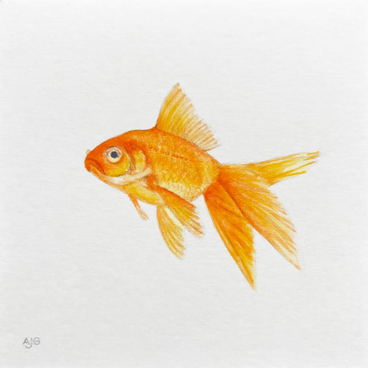 Illustration of a goldfish on a white background