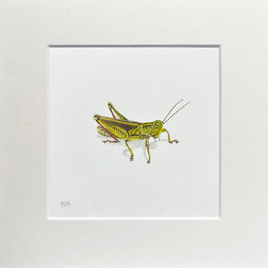 Matted artwork of a green grasshopper on a white background