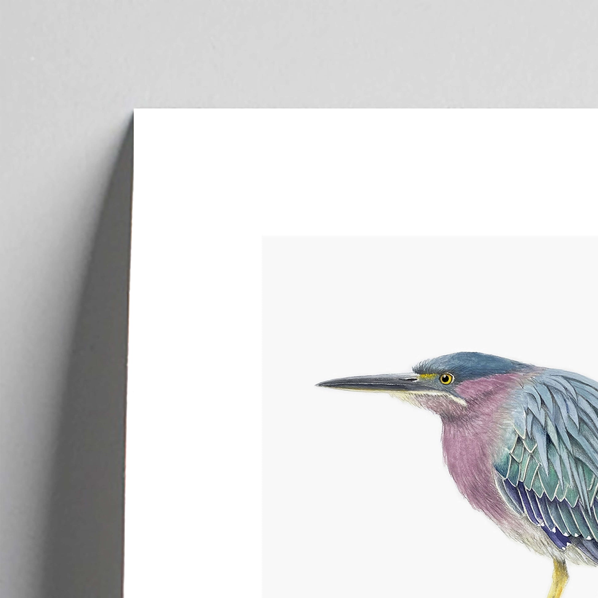 Giclée fine art print of a Green Heron on a pale grey background. This image shows a section, to highlight the detail.