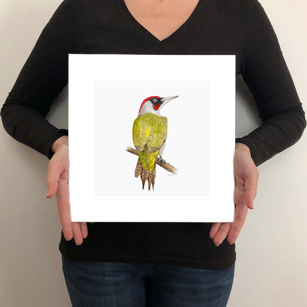 A giclée fine art print on paper of a Green Woodpecker bird on a light grey background. This image illustrates the print size.