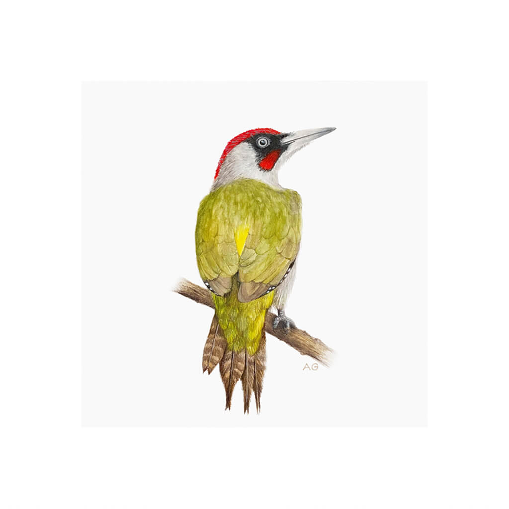 A giclée fine art print of a Green Woodpecker bird sitting on branch, against a pale neutral colour background.