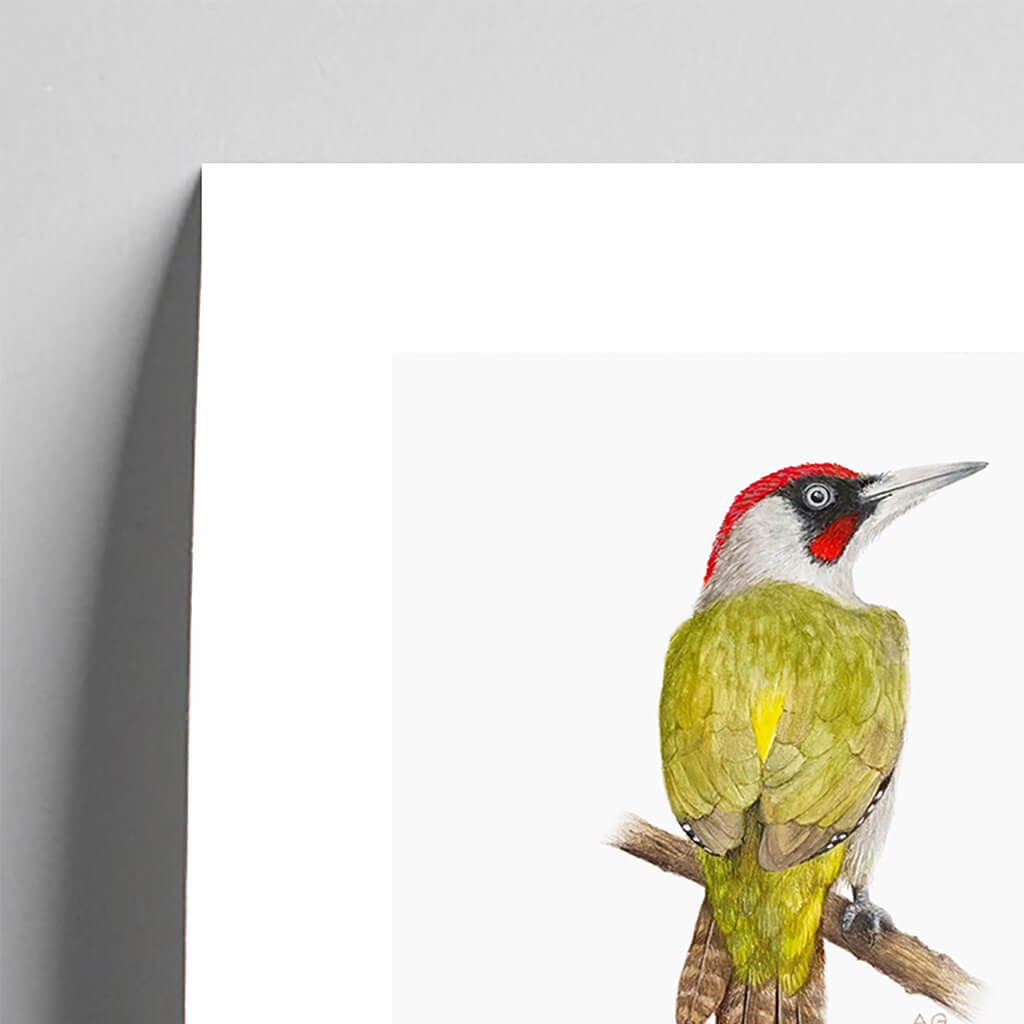 Giclée fine art print of a Green Woodpecker on a pale grey background. This image shows a section, to highlight the detail.