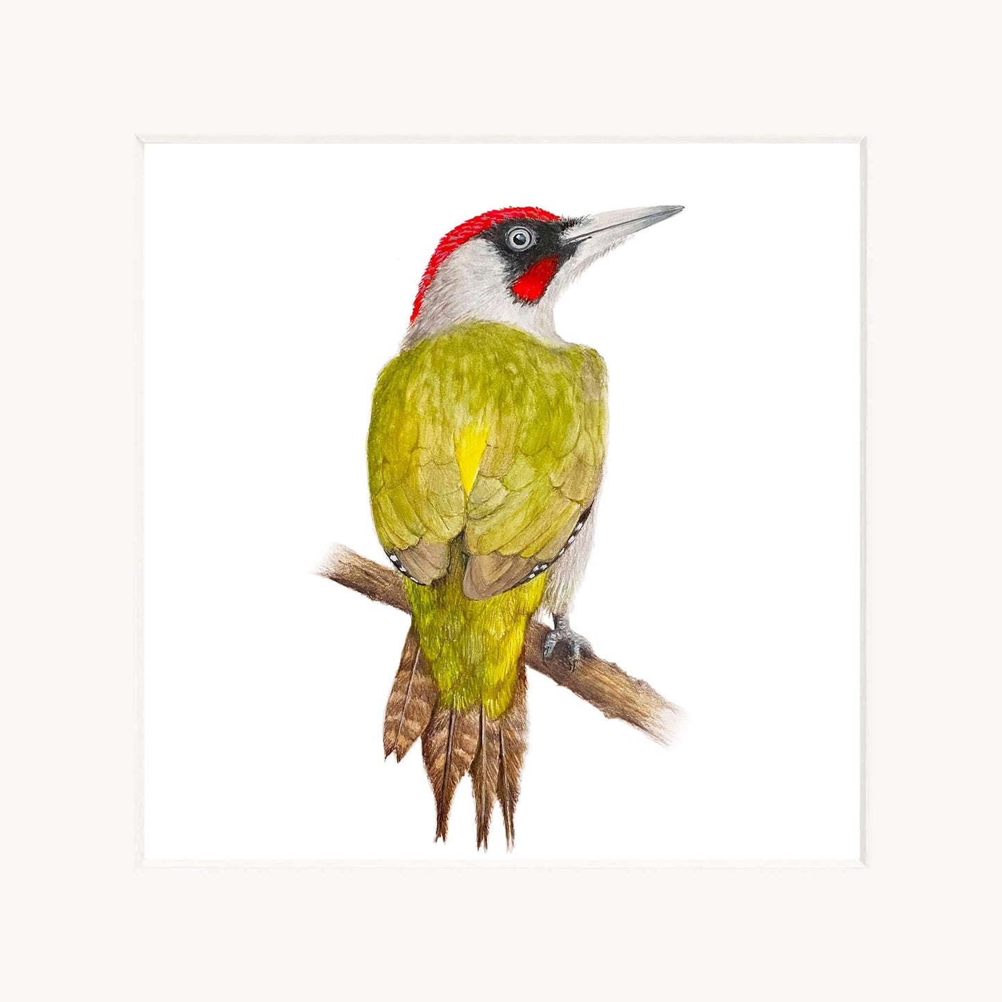 Mounted giclée print of a green woodpecker on a branch with a white background