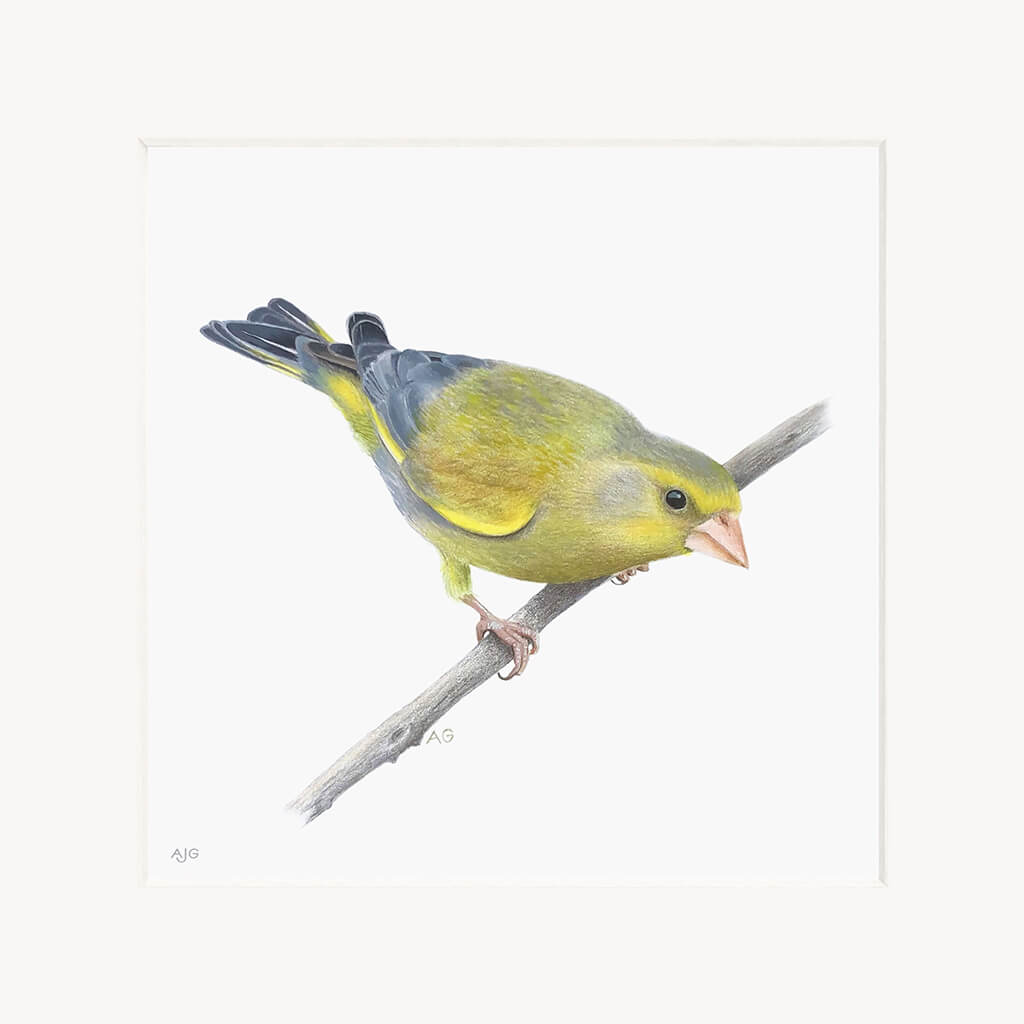 Painting of a greenfinch bird perched on a branch against a white background