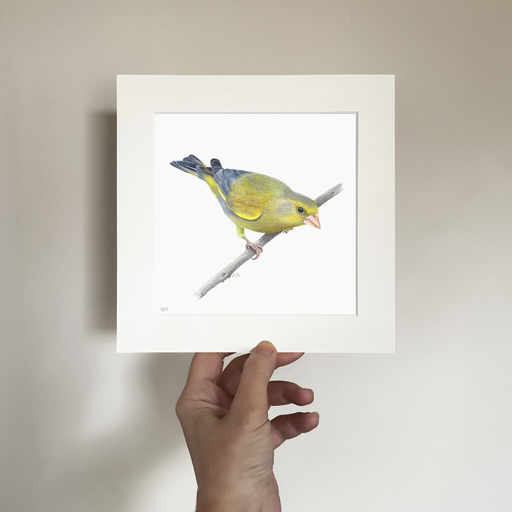 Framed artwork of a greenfinch bird held by a hand against a plain background