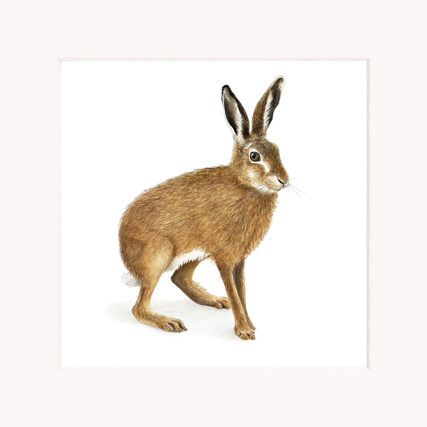 Brown hare on a white background