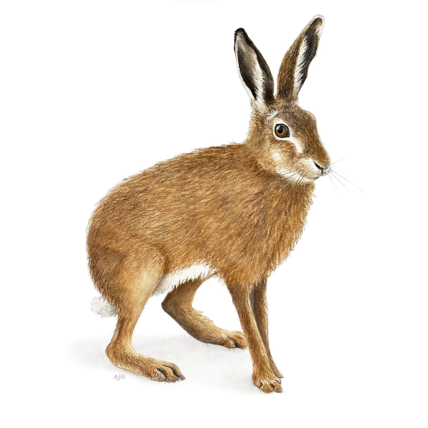 An original gouache painting of a brown hare on watercolour paper by Amanda Gosse