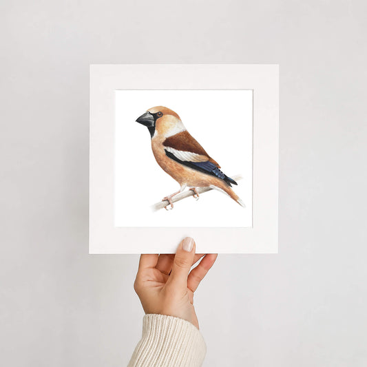 Hand holding a framed print of a hawfinch bird against a plain background