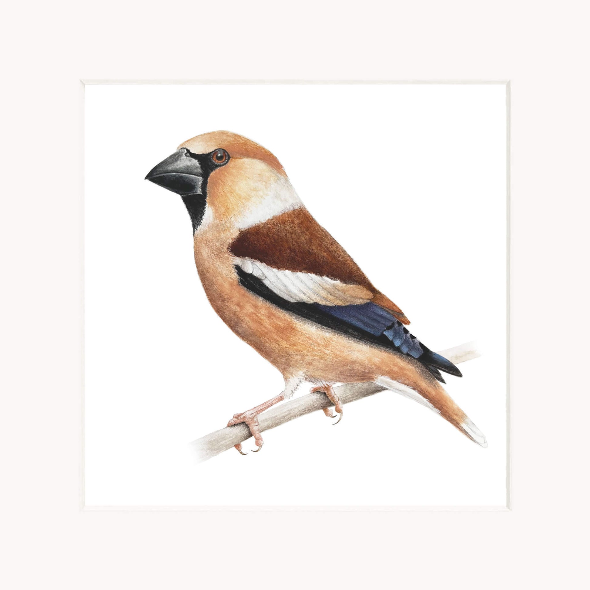 Illustration of a hawfinch bird perched on a branch with a white background