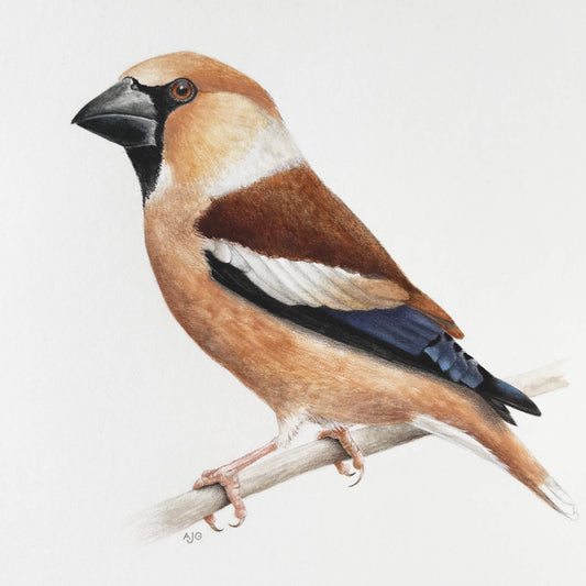 An original realistic painting of a hawfinch bird on a branch, painted in gouache and colour pencil on a white background.